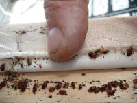 MAX Bedbugs Control Hobart image 4